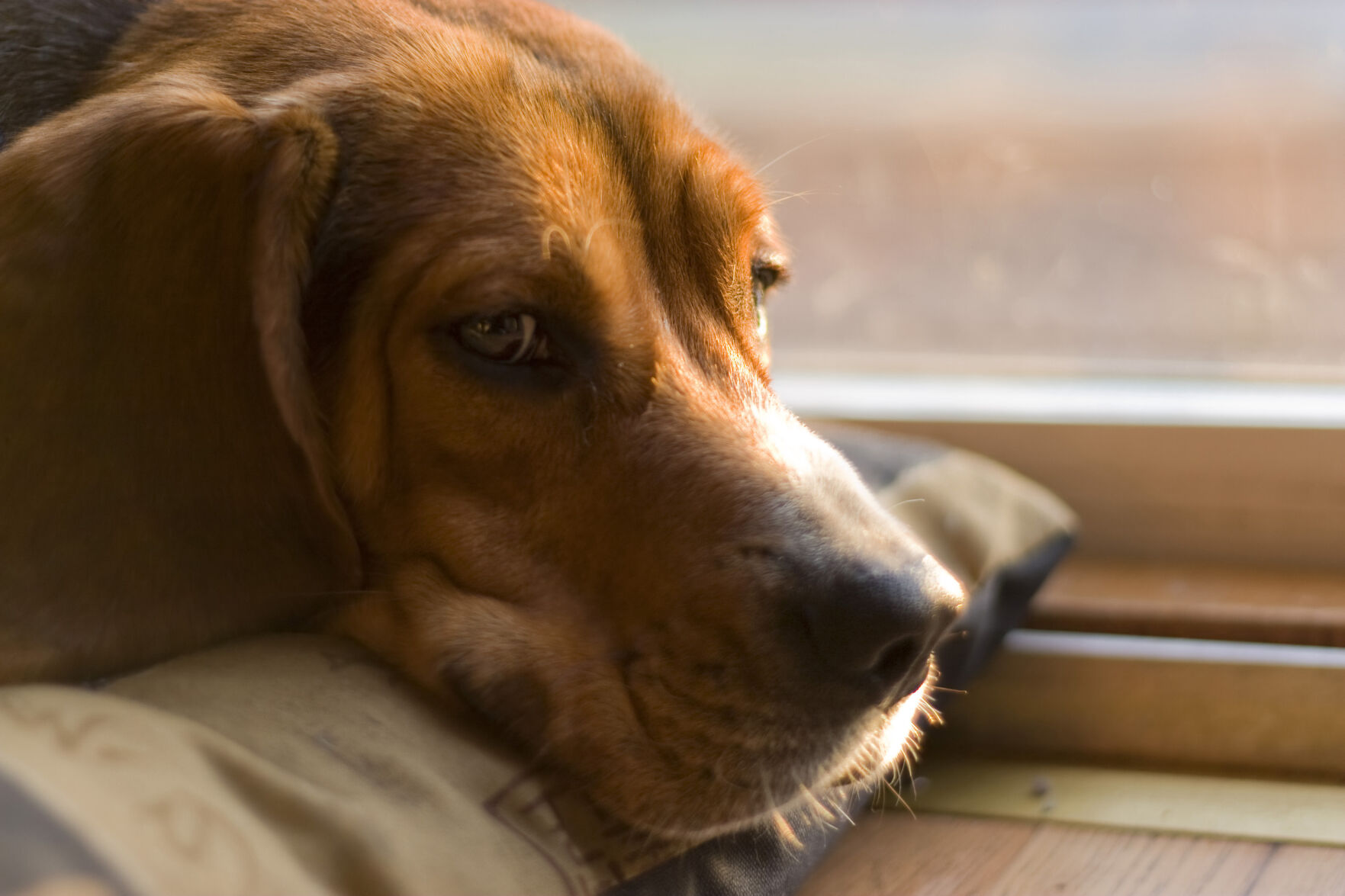 Dog, pets, sleeping dog
